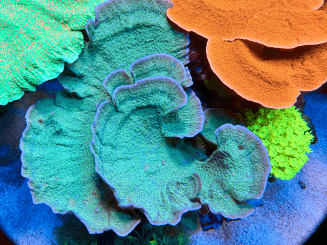 CF 2026 Grow Out Contest - Leng Sy Monti